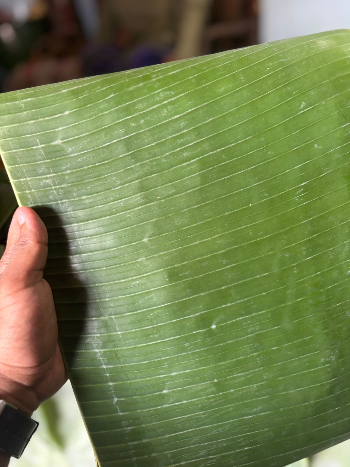 Banana-Leaf